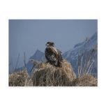 Juvenile Bald Eagle by the Shore Post Card