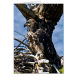 Juvenile Bald Eagle - Cards