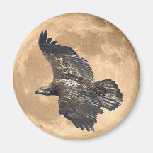 Juvenile BALD EAGLE & FULL MOON Wildlife Magnet