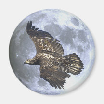 Juvenile BALD EAGLE & FULL MOON Wildlife Magnet