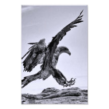 Juvenile Bald Eagle Landing - fine art print Art Photo