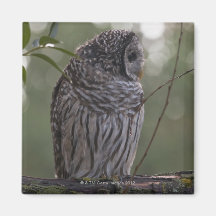 Juvenile Barred Owl (Strix varia) 2 Refrigerator Magnet