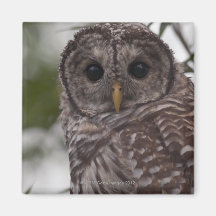 Juvenile Barred Owl (Strix varia) Refrigerator Magnets