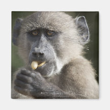 Juvenile Chacma baboon (Papio ursinus) eats nuts Magnet