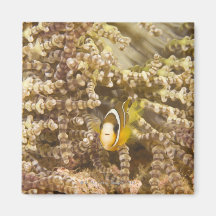 juvenile Clark's Anemonefish (Amphiprion) Magnets