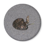 Juvenile Cottonmouth Snake Fridge Magnet