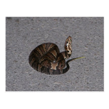 Juvenile Cottonmouth Snake Post Cards