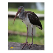 Juvenile Ibis Post Card