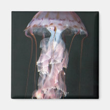 Juvenile jellyfish, Chrysaora (Pelagia) Fridge Magnet