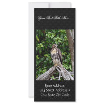 Juvenile red-tailed hawk rack card