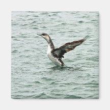 Juvenile red-throated loon fridge magnet