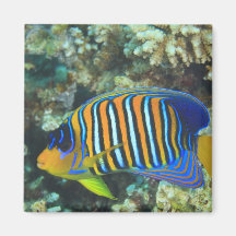 Juvenile Regal Angelfish Pygoplites Fridge Magnets
