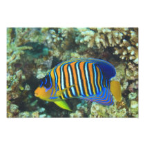 Juvenile Regal Angelfish Pygoplites