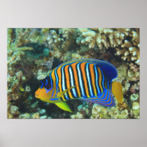 Juvenile Regal Angelfish Pygoplites