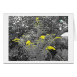 K&K - Goldenrod with Bible Verse cards