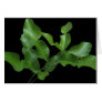 Kaffir Lime Leaves Cards