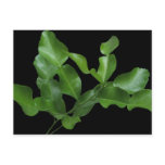 Kaffir Lime Leaves Post Card