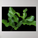 Kaffir Lime Leaves posters