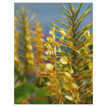 Kahili ginger flyers