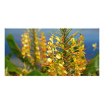 Kahili ginger photo cards