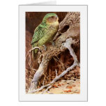 Kakapo Greeting Cards