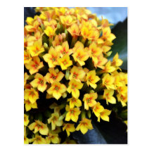 Kalanchoe Blossfeldiana Post Cards