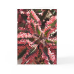 Kalanchoe 'Butterfly Wings' notecard