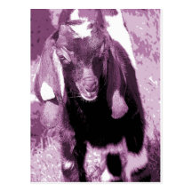Kalvin 2 postcard