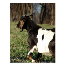 Kalvin Post Card