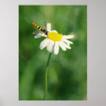 Kamille Fliege No.1 Plakatdruck