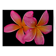 Kaneohe Sunburst Plumeria Cards