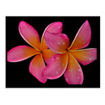 Kaneohe Sunburst Plumeria Postcard