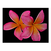 Kaneohe Sunburst Plumeria Postcard