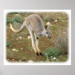 Kangaroo 9L10D-21 posters