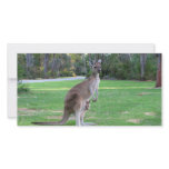 Kangaroo and Joey photo cards