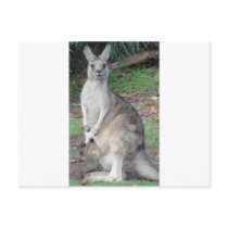 Kangaroo and Joey Postcards