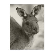 Kangaroo at Warrawong Sanctuary South Australia