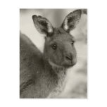 Kangaroo at Warrawong Sanctuary South Australia postcards