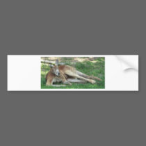 KANGAROO bumper stickers