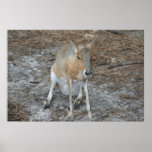Kangaroo Cutie Print