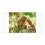 Kangaroo Paw photo cards