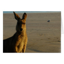 Kangaroo Photo Card