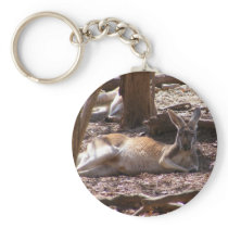 Kangaroo Picnic