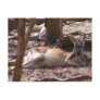 Kangaroo Picnic