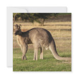 Kangaroo Picture Invitation