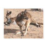 Kangaroo Postcard