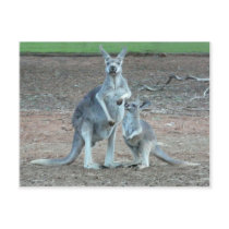 Kangaroo   Postcard