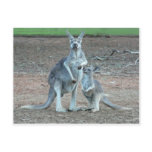 Kangaroo   Postcard