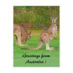 kangaroo