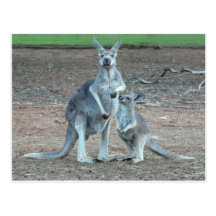Kangaroo   Postcard